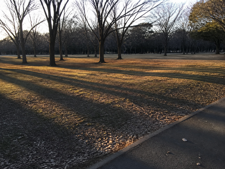 代代木公園邊緣冬季傍晚的暗草地與長樹影
