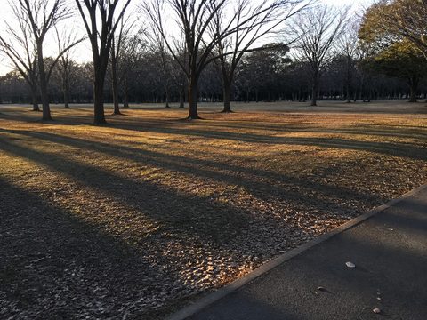 代代木公園邊緣冬季傍晚的暗草地與長樹影