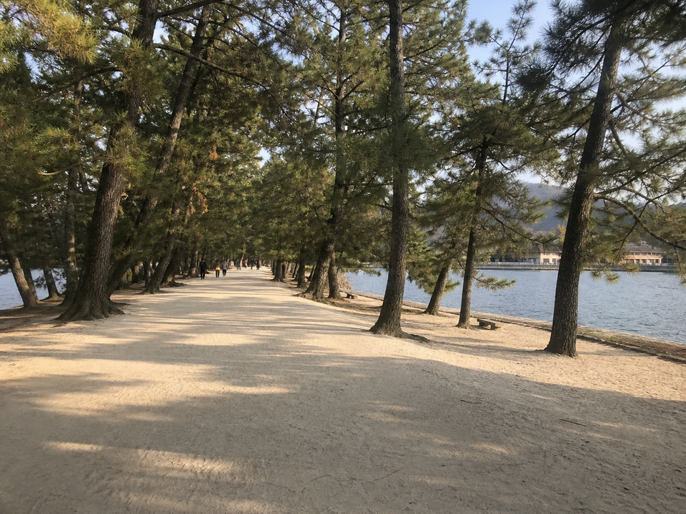 天橋立地面的白砂松林