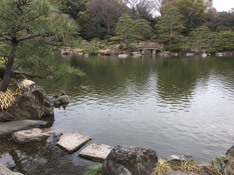 清澄庭園冬季池面的波紋、岸石、松樹、小橋與水鳥